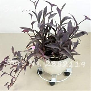 100Seeds/Bag Rare Purple Saintpaulia Ionantha Seeds Beautiful Plant Bonsai Flower Seed African Violet Seed for Home Garden Plant