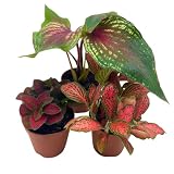 BubbleBlooms Red House Plants Foliage Assortment Set of 3 in 2 inch pots
