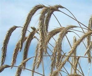 SeedRanch Wrens Abruzzi Winter Rye Grain Seed - 50 Lbs.