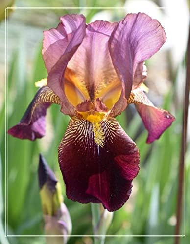 Amazon シベリアアイリスの球根 明るい色 美しい外観 強い根茎 鉢植えの装飾 オフィスの美化 アヤメ球根 庭の植え付けに適しており 鉢や地面に植えることができます 球根 Amazon シベリアアイリスの球根 明るい色 美しい外観 強い根茎 鉢植えの装飾 オフィスの美化 アヤメ球根 庭の植え付けに適しており 鉢や地面に植えることができます 球根