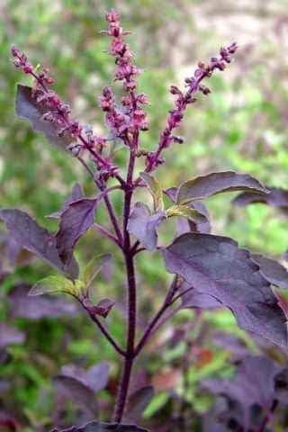 See full amazon price history chart for BeGrin Krishna (Purple Leaf) Tulsi Shyama Tulsi Ocimum Tenuiflorum Holy Basil Marjoram Niazbo Tulsi Tulasi Tamole Damole Domole Live Plant 1 ft BeGrin Krishna (Purple Leaf) Tulsi Shyama Tulsi Ocimum Tenuiflorum Holy Basil Marjoram Niazbo Tulsi Tulasi Tamole Damole Domole Live Plant 1 ft (B0D1615R3Y) Amazon Price History, Amazon Price Tracker