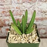 Stapelia scitula Cacti Cactus Succulent Real Live Plant