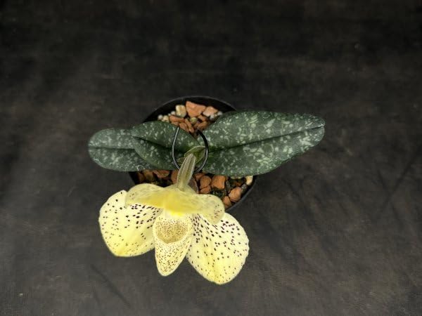 Amazon.co.jp: 洋蘭原種パフィオPaph. wenshanense x sib