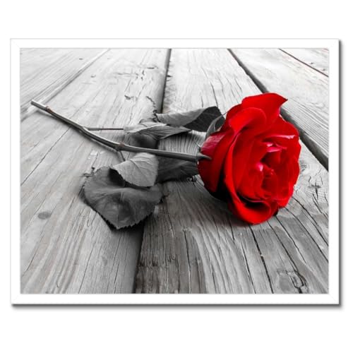 Poster rose rouge cadre noir pour raviver un mur blanc triste 50x40 cm