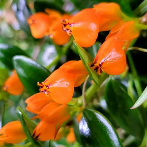 Goldfish Plant Live in Pot, Tropical Goldfish Hybrid Plant for Hanging Basket, Trailing Goldfish Plant Live Indoor Outdoor (2 Inch Pot)