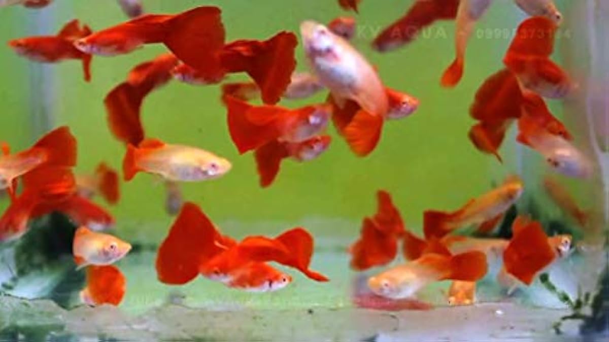 激安オンライン 買取 熱帯魚 国産グッピー Rreaフルレッド ペア販売 サイズ アダルト 3ペア 増子水景 観賞魚 水中生物 通販 まとめ買いでお得 Www Littleshopp Com