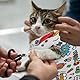 oruola 54x54 cm Cat Grooming Wrap,Cat Wrap Blanket,Kratzfest Anti-Escape Katzen Pflege Wickeltuch,Katzenwickel,Katzenpflegetuch für Krallenschneiden und Beruhigung,Catwrap Anti Bite