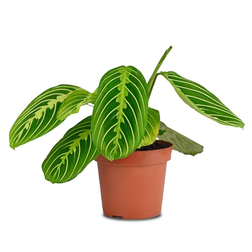California Tropicals Lemon Lime Prayer Plant - Maranta - Rare Variety Live House Plant -...