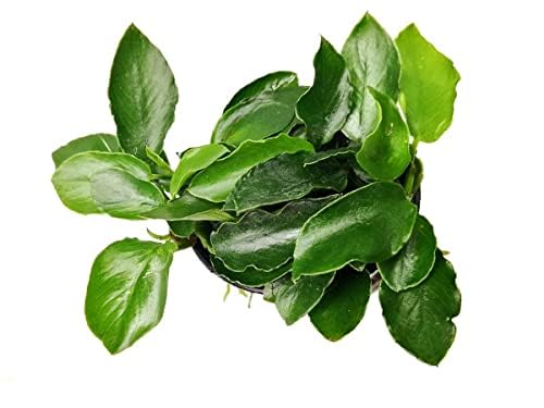 Maalavya (Anubias Nana Long Wavy) Live Aquarium Aquatic Plant 3 to 5 Leave Plant with Pot (B0DDCLTV8J) Amazon Price History, Amazon Price Tracker