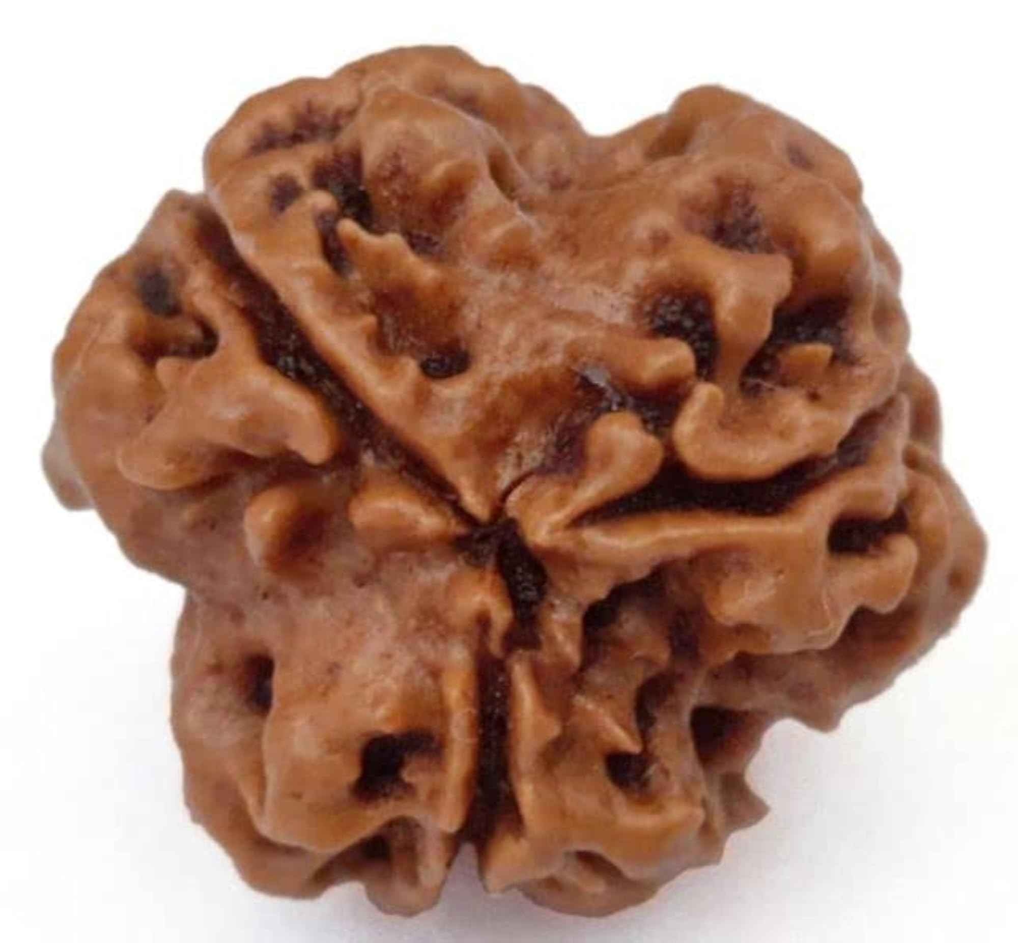 Natural Three Face Rudraksha, Certified Original