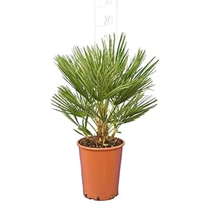 Palm, Chamaerops humilis, dwergpalm (70-80cm – pot Ø 22cm)