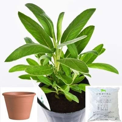 Amazon Co Jp コモンセージ 栽培 セット ハーブ テラコッタ 鉢 プランター 鉢受皿 付 Diy 工具 ガーデン