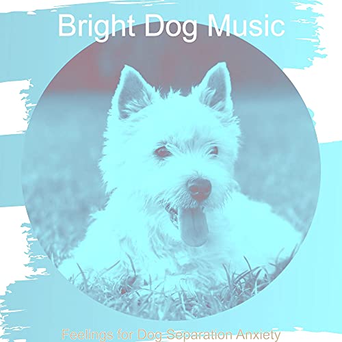 Stylish Dog Separation Anxiety