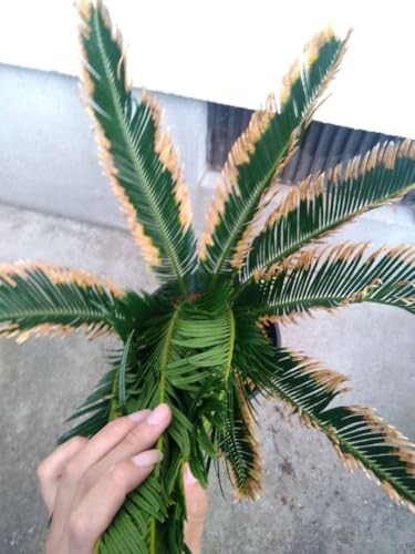 金環 ソテツ」の人気商品一覧 | 安い商品を通販サイトから探す