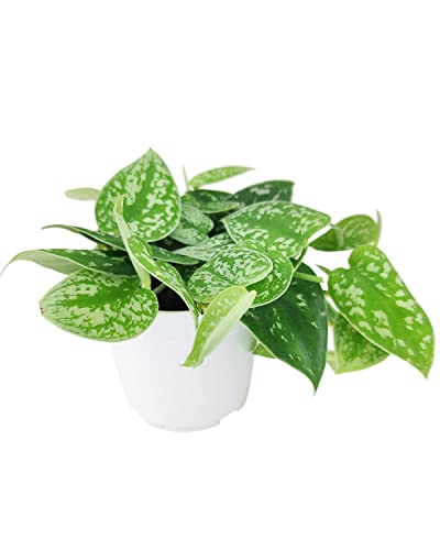Satin Pothos Scindapsus Pictus (4" Terracotta Pot) - Evergreen Variegated Foliage Plants - Heart-Shaped Houseplant for Home Office Decoration