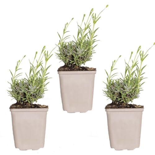 Bloomique - Lot de 3 - Lavandula Angustifolia 'Hidcote' – Lavande vraie – Plantes de lavande – Rustique – Hauteur 10-20 cm – Pot 9x9 cm