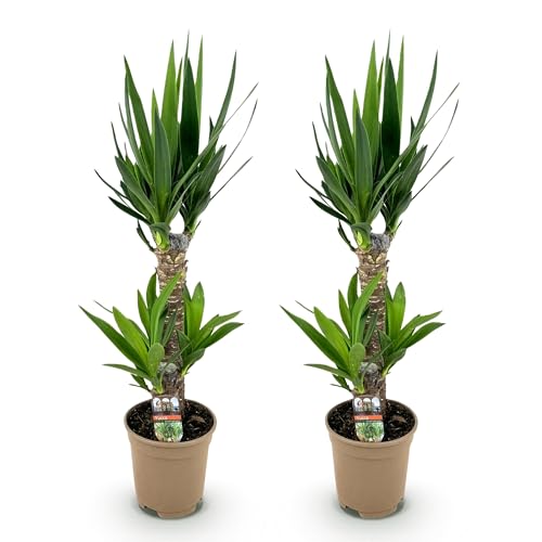Green boutiQ - Plante d'intérieur - Yucca elephantipes - Yucca - Peu d'entretien - Vert - 2 - Pot 17cm - Hauteur 75cm