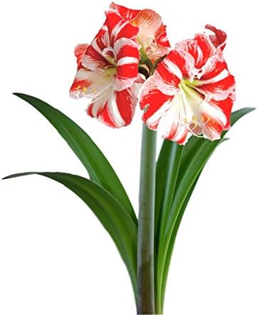 Amaryllis 'Clown' (1 Pack) Indoor or Garden Plant Bulb - Red and White Striped Flowering Blooms, Professionally Grown from Easy to Grow