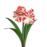 Easy to Grow Amaryllis Clown 1 Plant Bulb - Red & White Striped Flowers Indoor Winter Holiday or Spring Outdoor Blooms