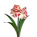 Amaryllis Bulb Red and White Candy Cane Amaryllis Clown - 26/28cm Bulb - Outstanding Indoor Blooms!