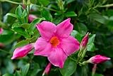 Mandevilla Pink Fury Live Plants (5-9') - Pack of 2 (Two) -...