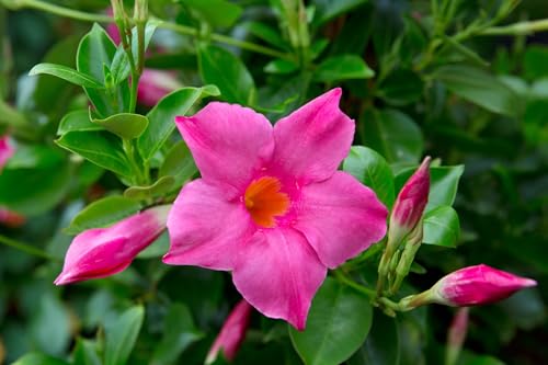 Mandevilla Pink Fury Live Plants (5-9) - Pack of 2 (Two) - Hot Pink Rocktrumpet Vine - Heat Tolerant Tropical Climber - Fast Growing Patio Container Garden - Hummingbird Magnet