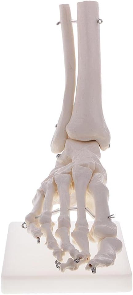 1:1 Human Foot & Ankle Skeleton Model - Life Size Anatomy Model for Classroom Study Display Teach - Material, Articulated & Detailed School Teaching Display