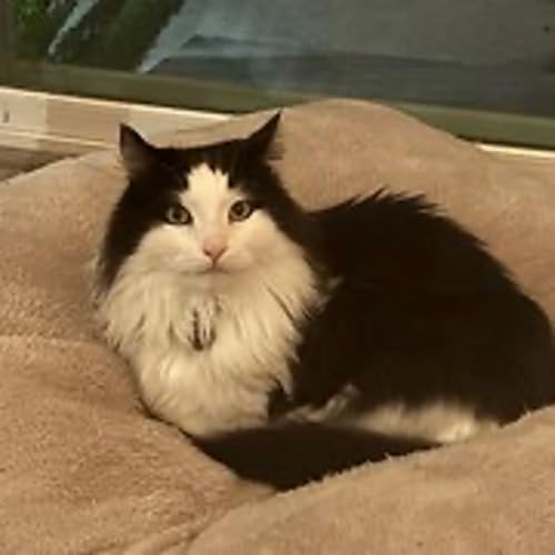 Episode 3102 - The Scott Adams School 02/25/26