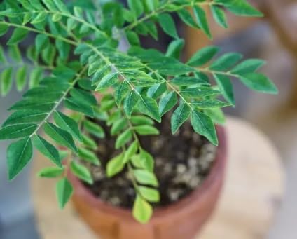 See full amazon price history chart for Curry Leaf Plant Curry Leaf Plant (B0CSJW1DKW) Amazon Price History, Amazon Price Tracker