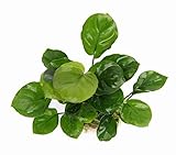 anubias barteri var. caladiifolia 1705 Sie bildet auffällige rund Blätter mit einem Durchmesser von 5-6 cm.