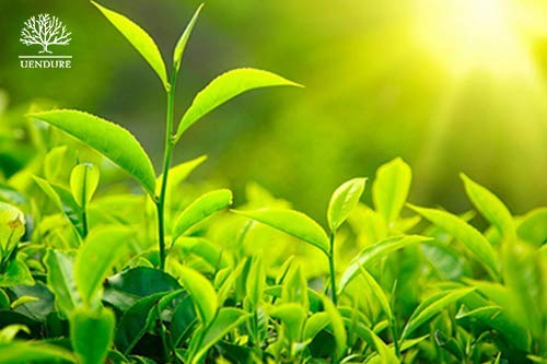 Té matcha orgánico premium en polvo 50 g miniatura 3