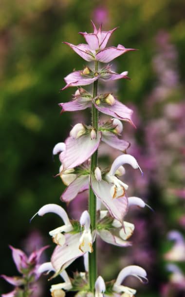 Salvia sclarea Clary sage Wildflower 6 Plug Plants