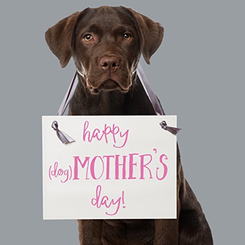 happy mothers day labrador