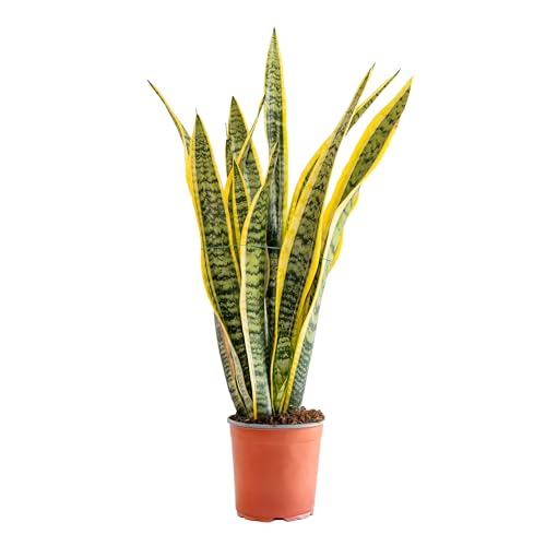 Bonplants Sansevieria Laurentii, Lingua di Suocera, Vaso 17, h 70 cm