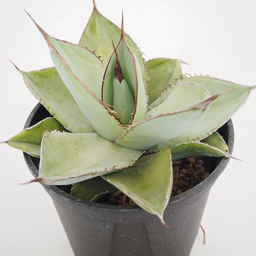 【4号、5号サイズ (2セット)】15点セット 全5種 植木鉢 アガベ 多肉植物 Amazon.co.jp: Kaiju Plant 怪獣ポットEco4.5 スリット鉢 4.5号