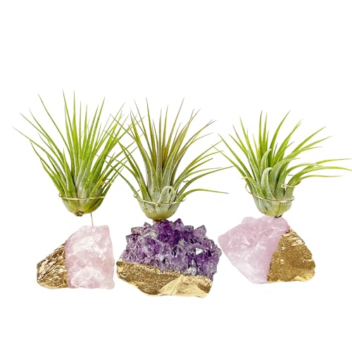 Gold Dipped Small Amethyst and Rose Quartz Crystal Air Plant Holders Set of 3 with Air Plants and You're a Gem Gift Box - Unique Thank You Gift, Appreciation Gift, Gratitude Gift