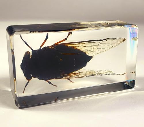 Image of 72mm Real Cicada w /Clear Wings in Crystal Lucite Resin Paperweight Specimen Preserved Cryptotympana Atrata Taxidermy Collection for Biology Science Education & Desk Ornament Display Supplies