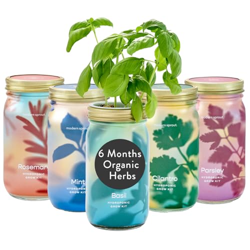 Modern Sprout New & Improved Mason Jar Grow Set, Indoor Herb Garden, Seed Starter Set, Organic Seeds, Hydroponic Growing (Basil + Mint + Parsley + Cilantro + Rosemary)