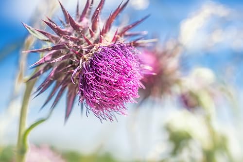 Image of Cederberg Tea Company Organic Milk Thistle Tea - 30 Tea Bags | Organic Herbal Tea From Single Origin | Eco-Friendly Tea Bags | Non-GMO Caffeine Free Tea With Zero Sugar