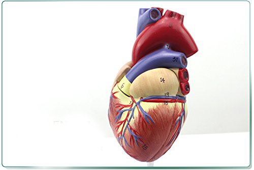 Genuine 1: 1 human heart model B-color ultrasound medical cardiology cardiac anatomy teaching model - Thumbnail 6