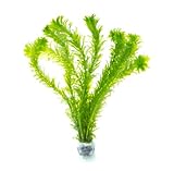 SubstrateSource Live Plants – Anacharis (Egeria densa) – Low to Medium Light, Bright Green, Background Accent – Lead Bunch, 4 Pack