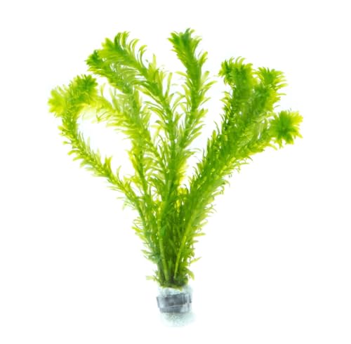 SubstrateSource Live Plant - Anacharis (Egeria densa) - Easy Care, Low to Medium Light, Bright Green Accent, Freshwater Aquatic Plant for Aquascaping - Lead Bunch
