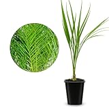 Pygmy Date Palm Live Plant, Phoenix Roebelenii Palm Tree, 2.5-Inch Pot