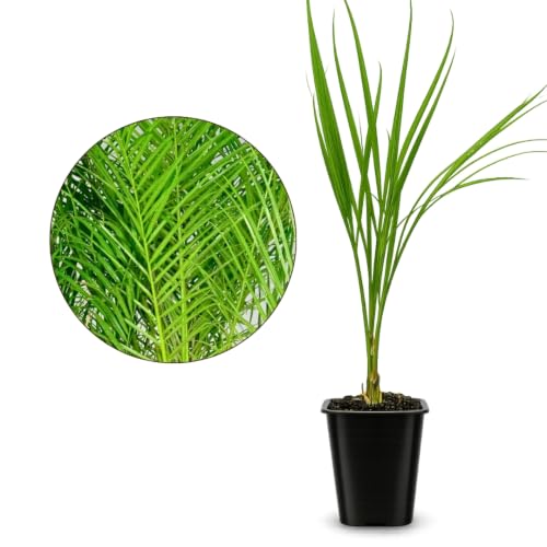 Pygmy Date Palm Live Plant, Phoenix Roebelenii Palm Tree, 2.5-Inch Pot