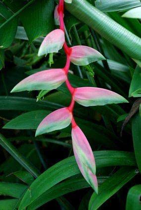 Radha Krishna Agriculture® Heliconia Purple Summer Flower Bulbs (Set Of 2 Flowers Bulbs)-image-19