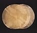 Goat Skin Rawhide Djembe Head Goatskin for Drum Doumbek Bodhran Natural Flat Round Piece GOAT SKIN Head untanned (18 Inch)
