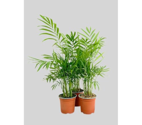 Garden Center Shop | Pack 3 Plantas Chamaedorea Elegans M9 | Palma de Interior Purificadora | Fácil Cuidado y Gran Durabilidad | Ideal Hogar y Oficina
