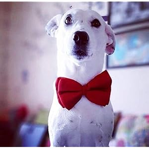 Lana Paws Crimson Red Silk Dog Bow Tie/Bowtie, M-L, 1 Count