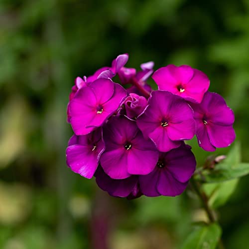 12 unità Phlox Paniculata 'Amethyst' - Phlox Paniculata 'Amethyst' Vaso 9x9cm ±1 m² - Phlox con Fiori Viola e Crescita Vigosa