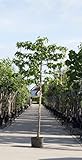 Leiboom Liquidambar styraciflua